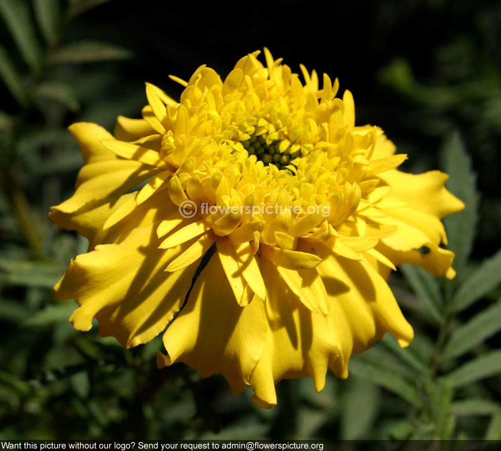 French Marigold