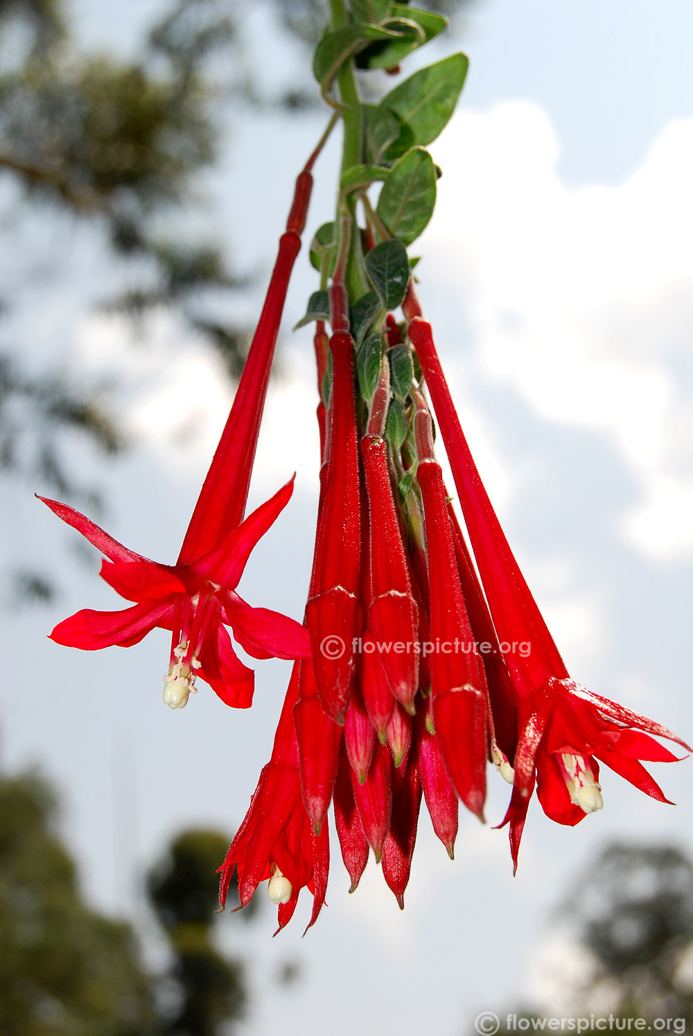 Fuchsia boliviana