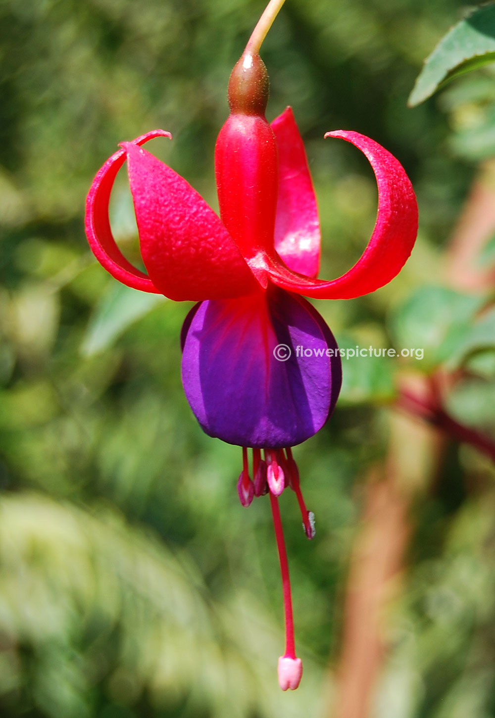 Fuchsia hybrida