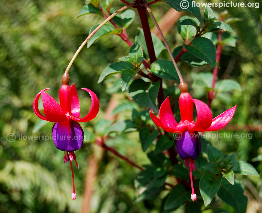 Fuchsia mrs popple