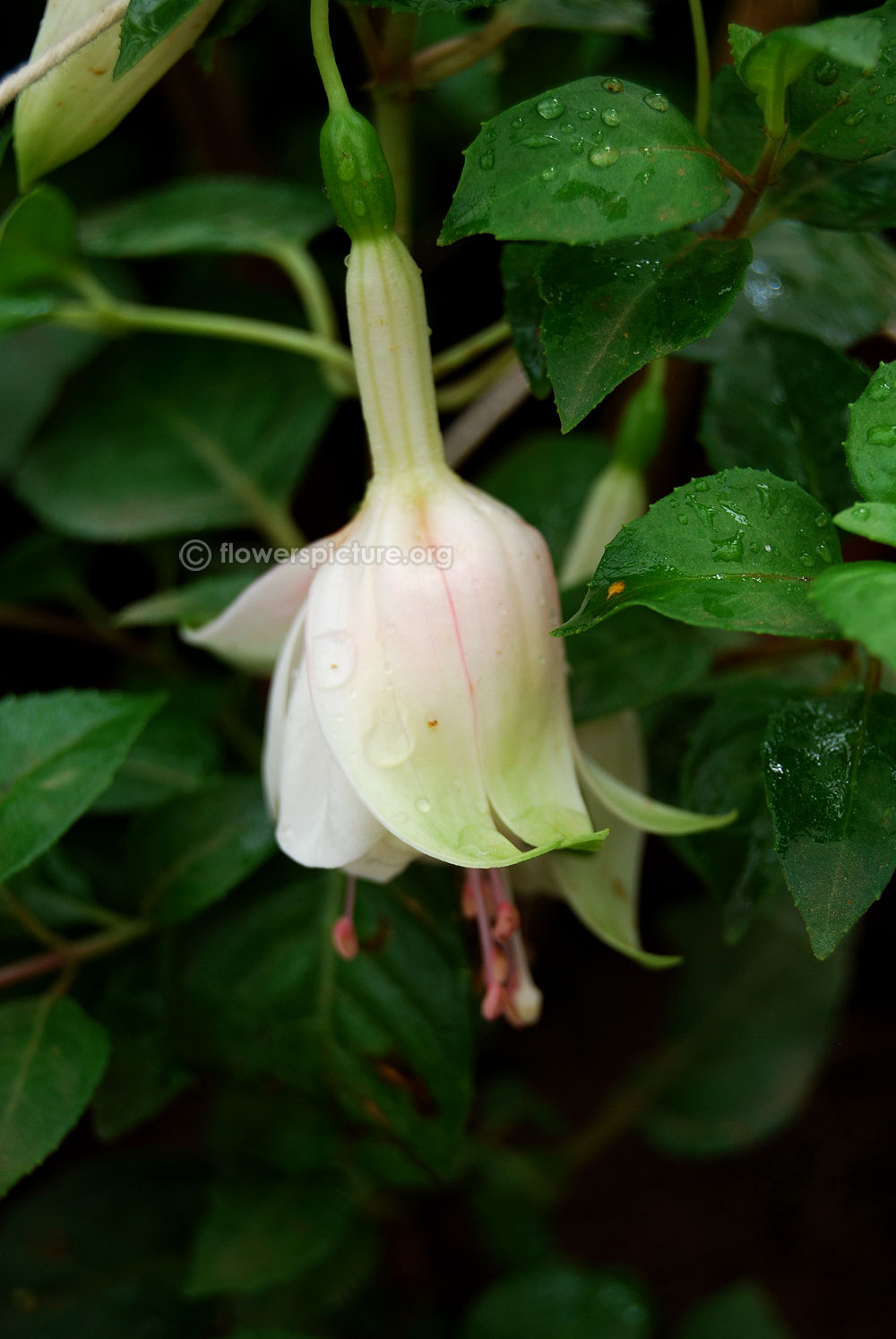 Fuchsia white king