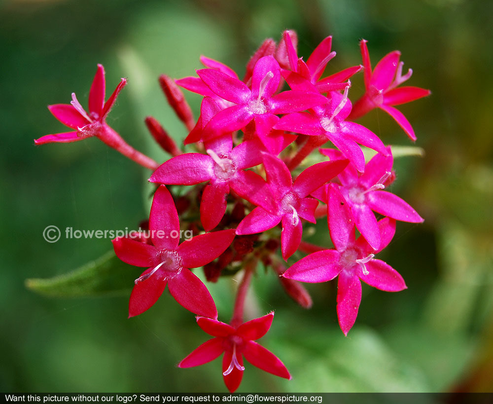 Fuschia pentas lanceolata