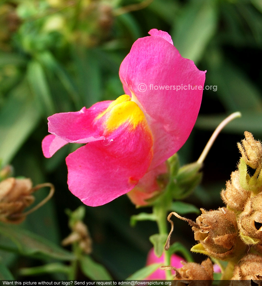 Fuschia snapdragon