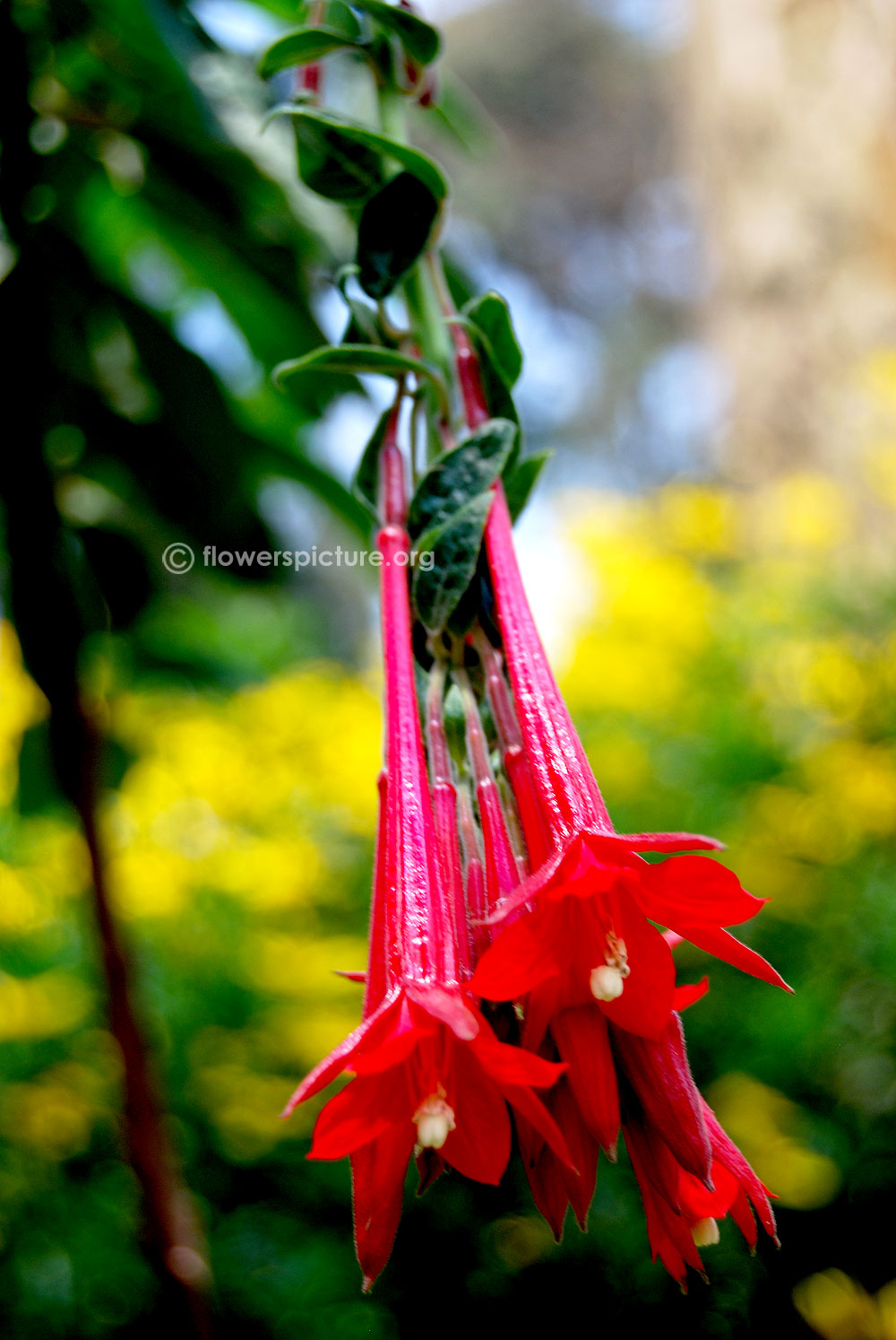 Red boliviana