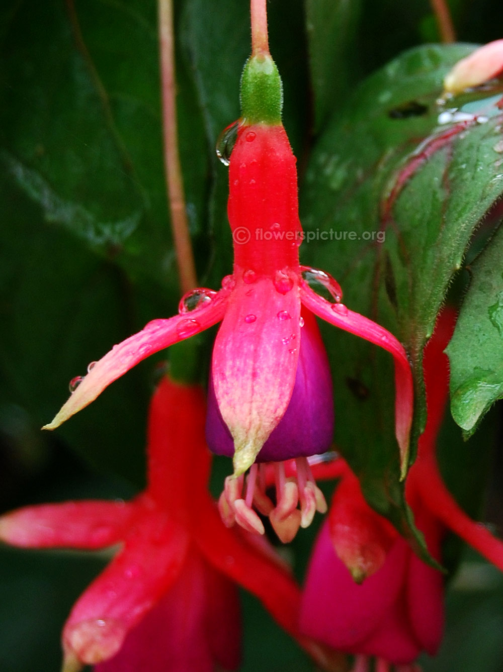 small flowered fuchsia