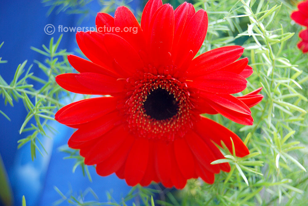 Black eyed red gerbera