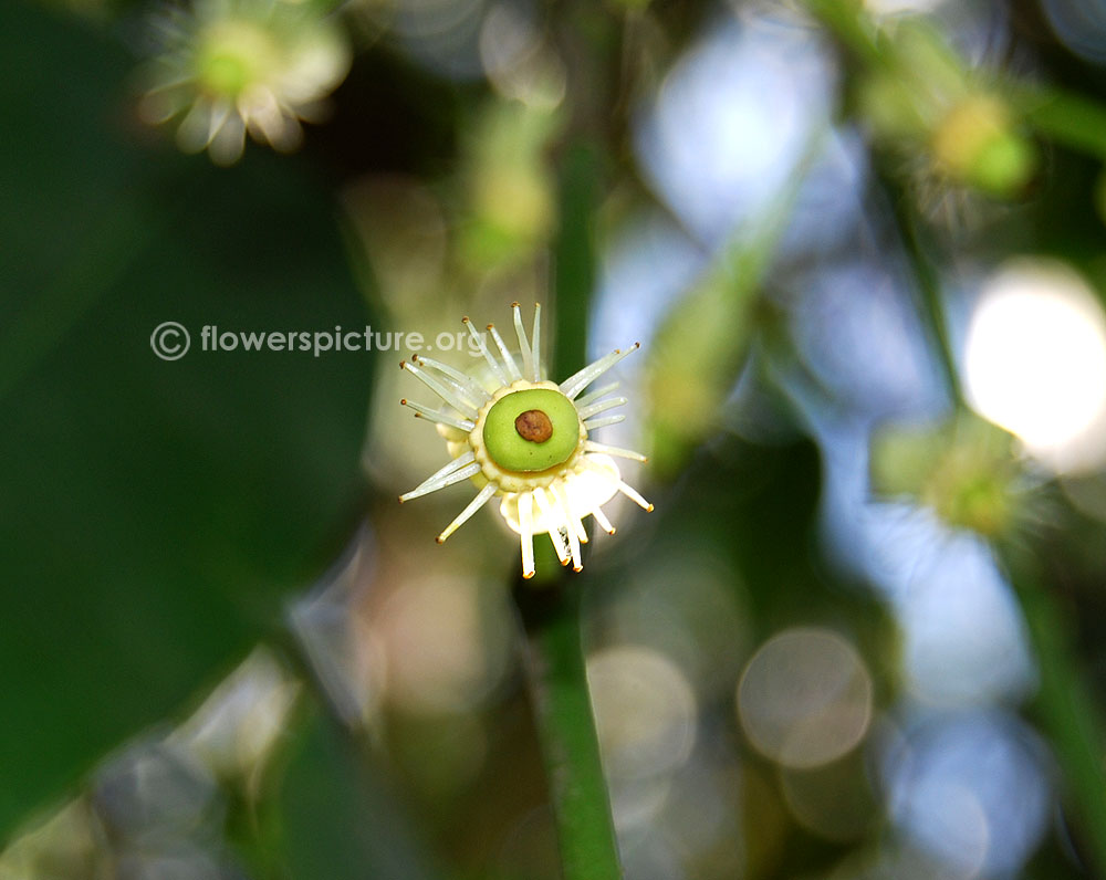 Garcinia livingstonei