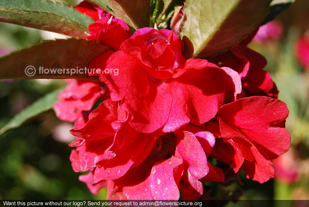 Garden balsam