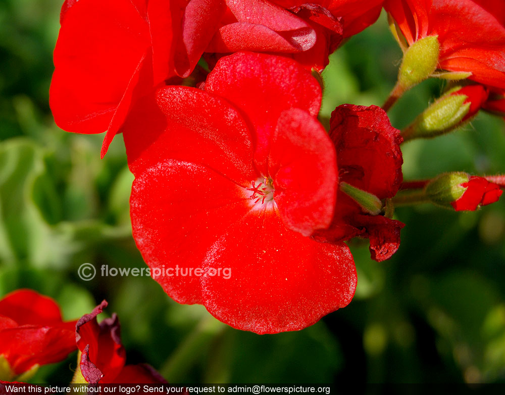 Garden geranium