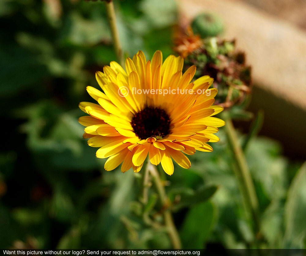 Garden marigold