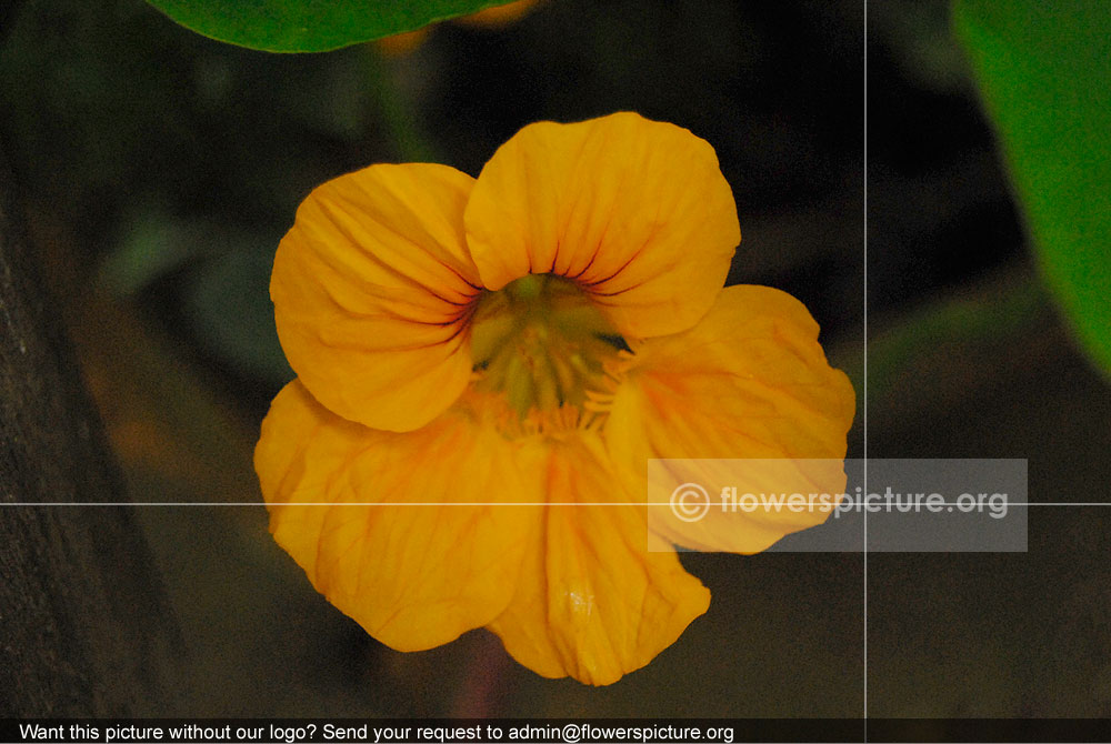 Garden nasturtium