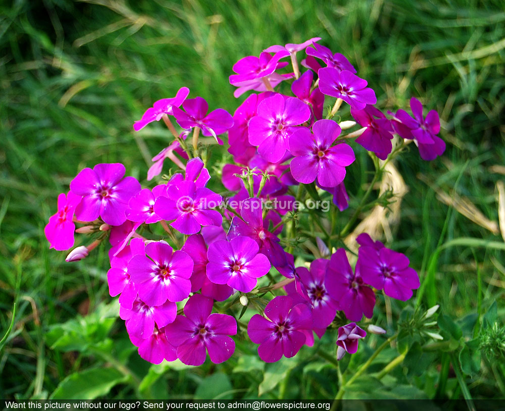 Garden Phlox Pink