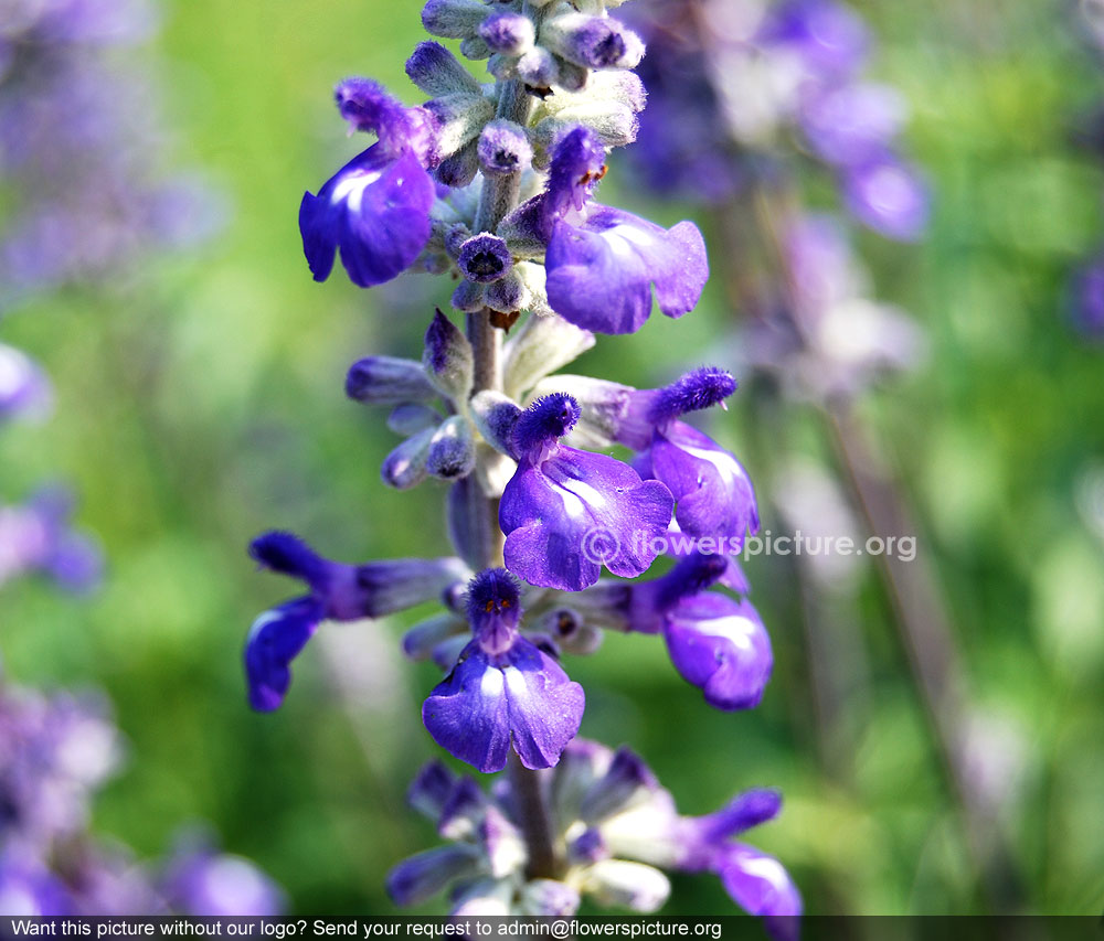 Garden sage