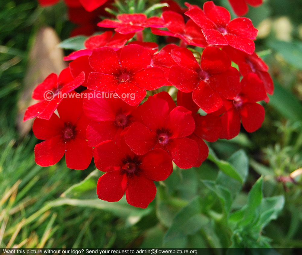 Garden Phlox