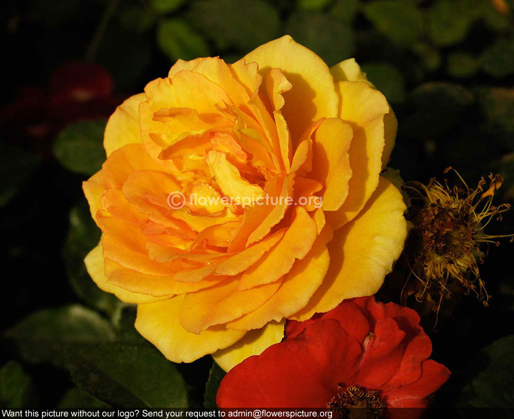 Rose Yellow