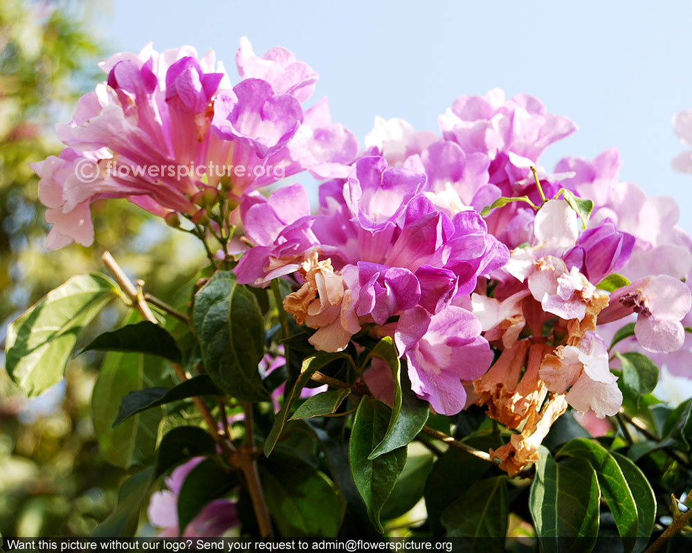 Garlic vine