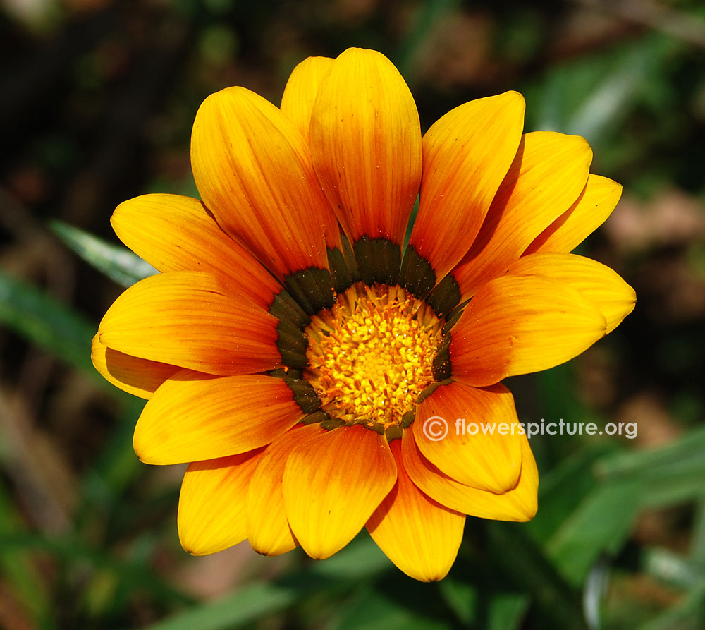 Gazania linearis