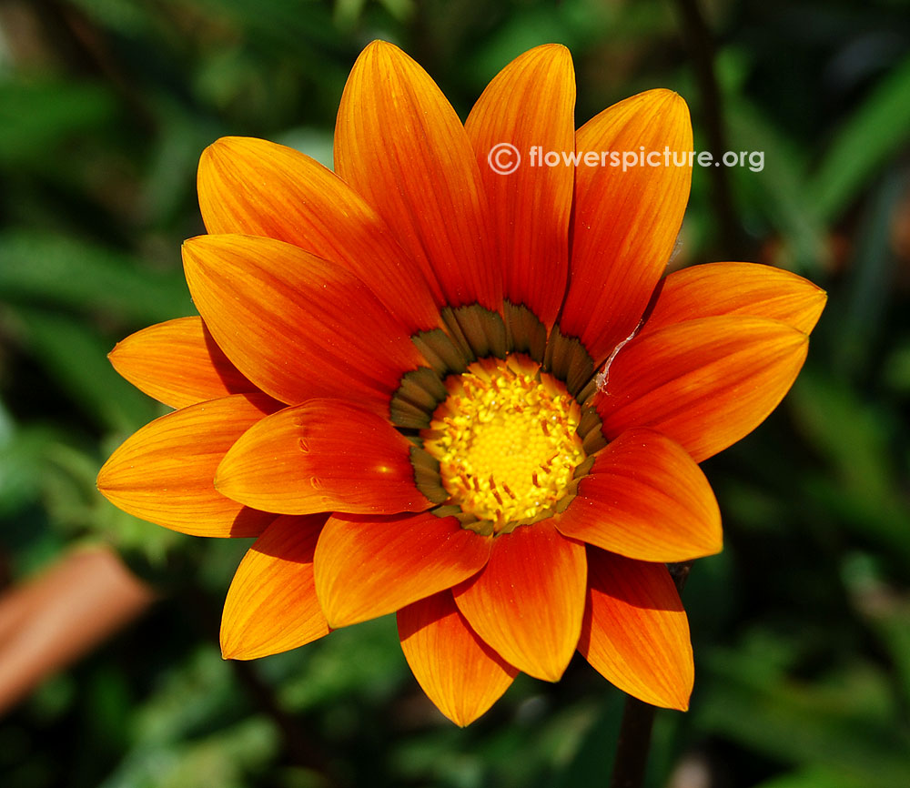 Gazania rigens gazoo