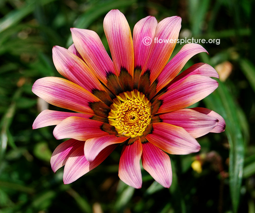 Gazania rigens gazoo