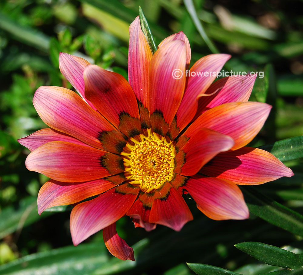 Gazania uniflora pink