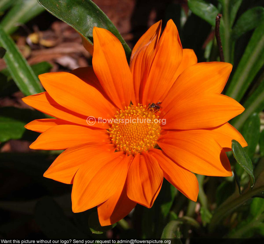 Gazania orange