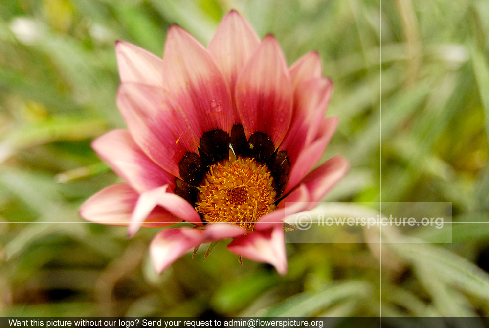 Gazania Pink