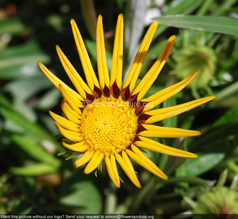 Gazania rigens