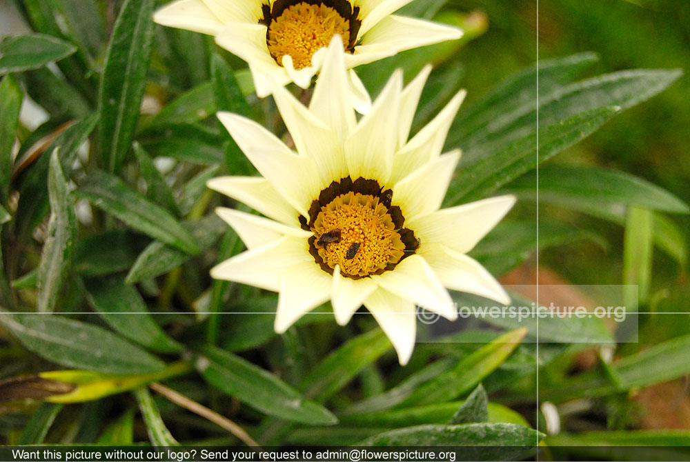 Gazania White