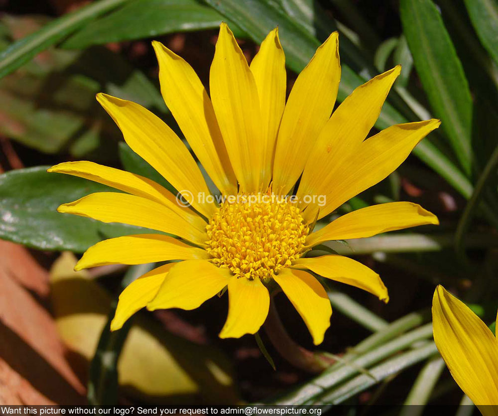 Gazania Yellow