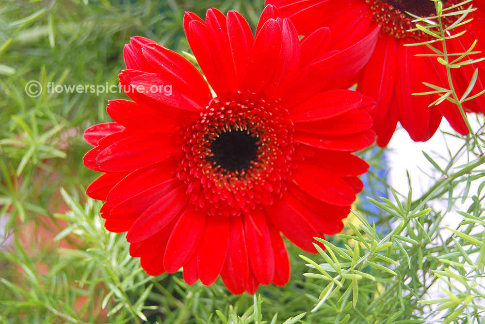 Gerbera Red