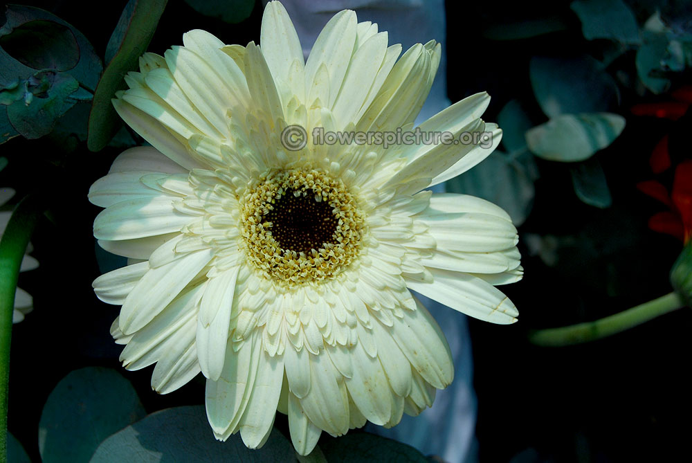 Gerbera White