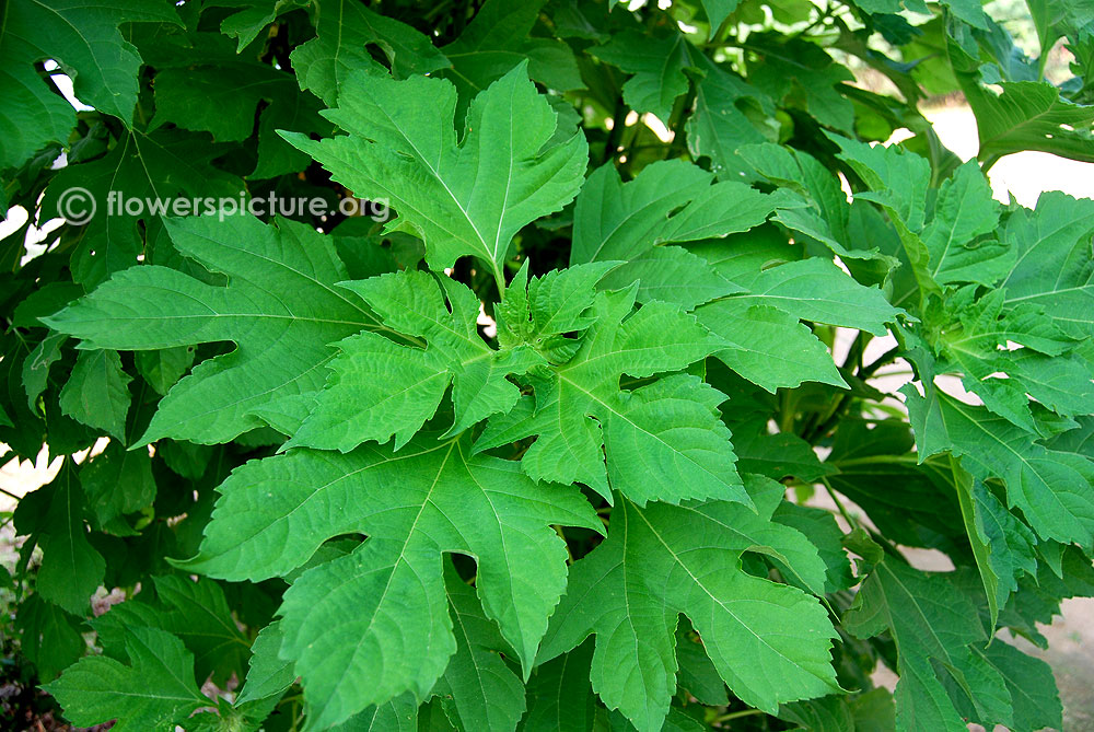 Giant mexican sunflower leaves