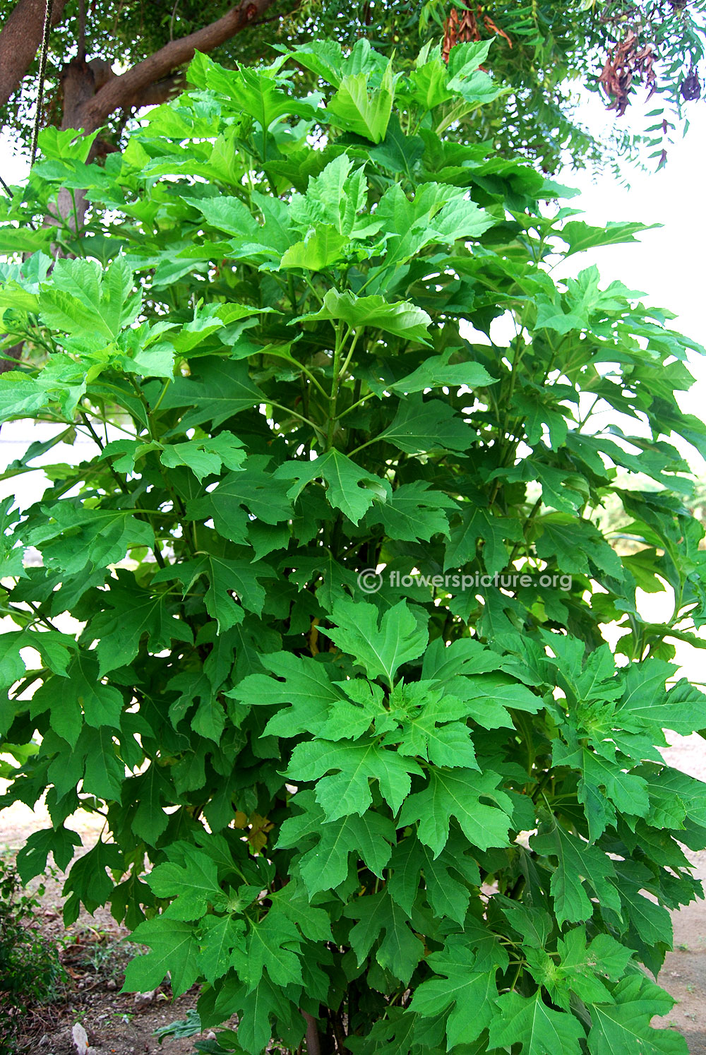 Giant mexican sunflower plant