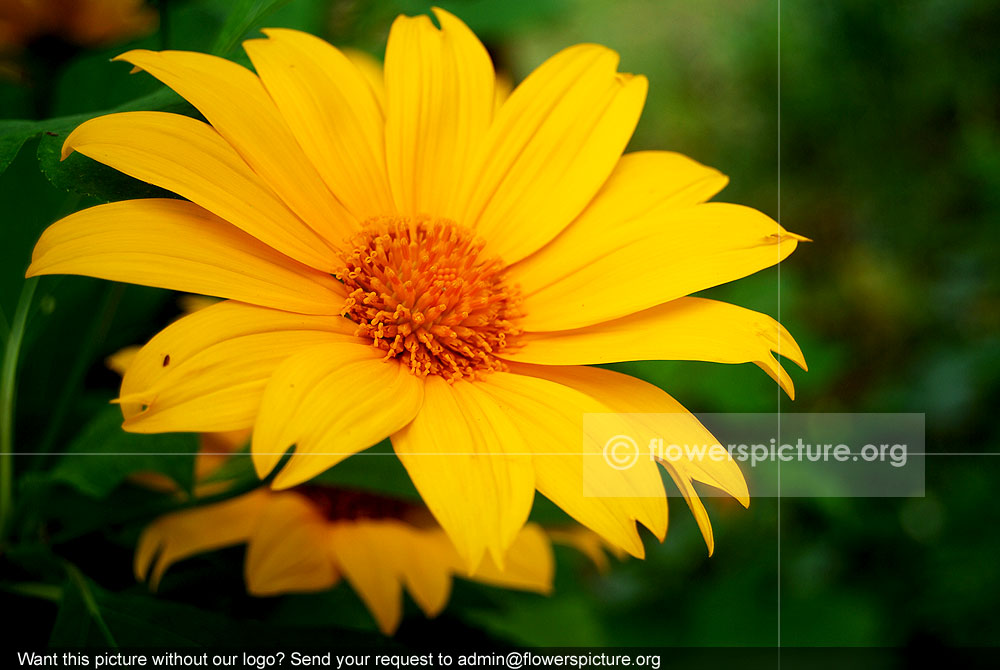 Giant mexican sunflower