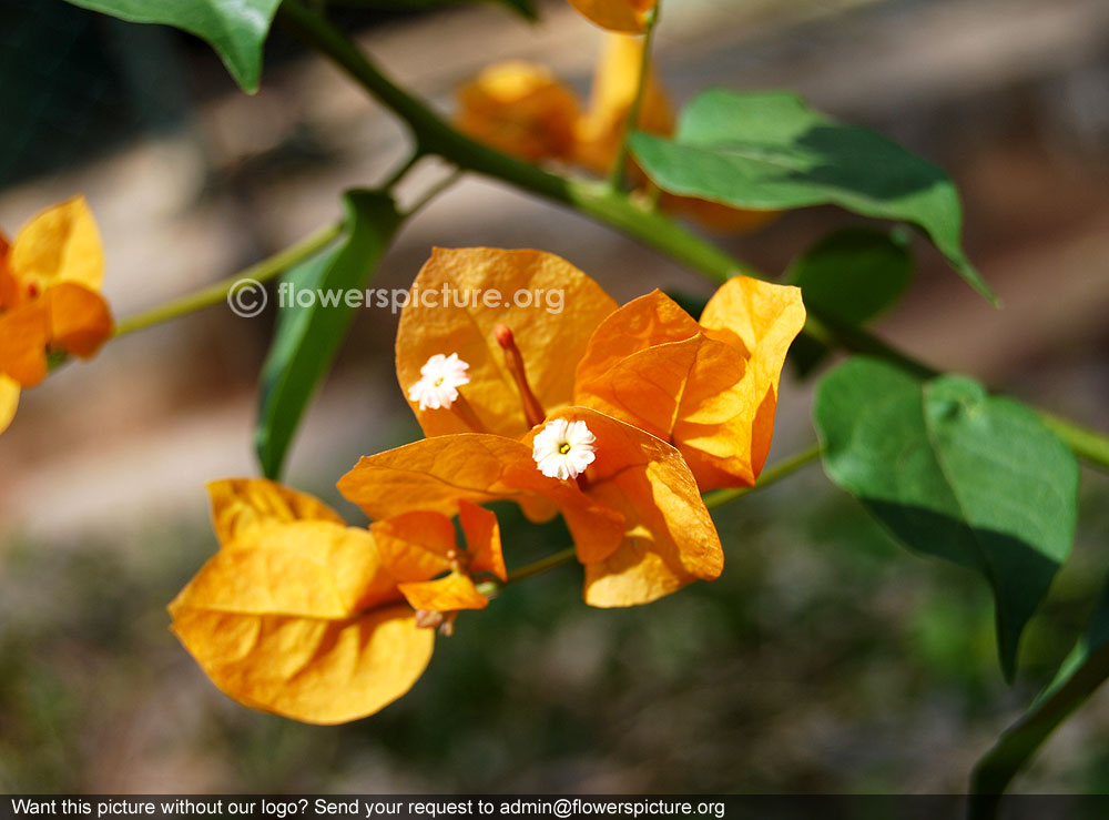 Gold bougainvillea