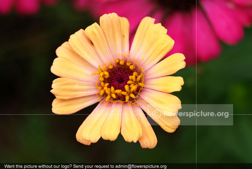 Gold zinnia