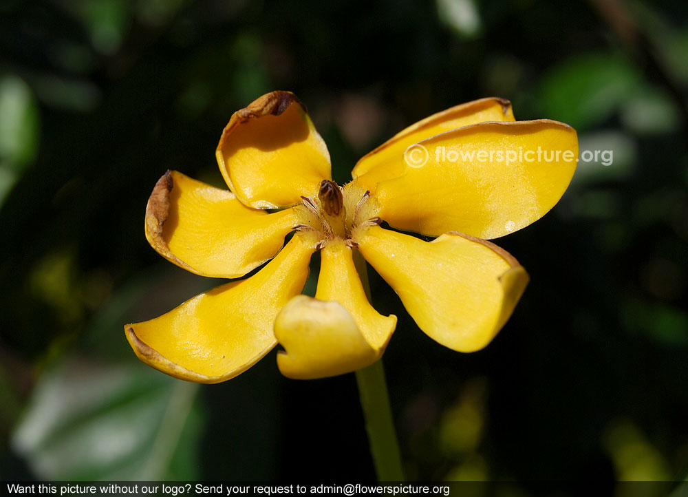 Golden gardenia