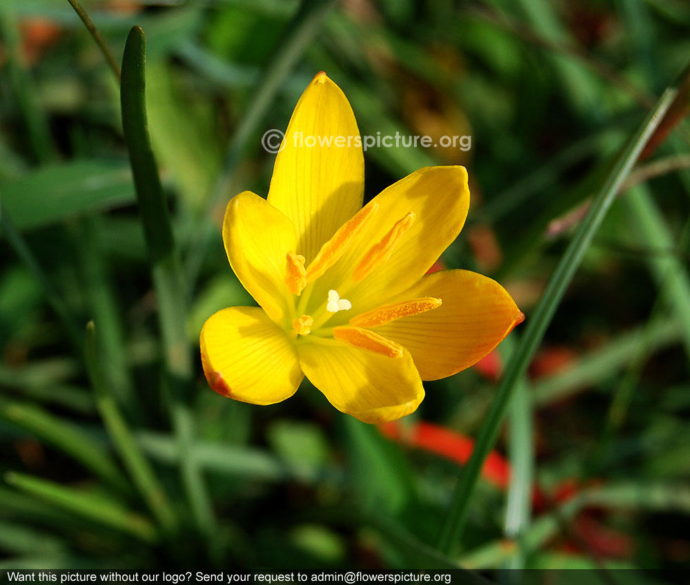 Golden star grass