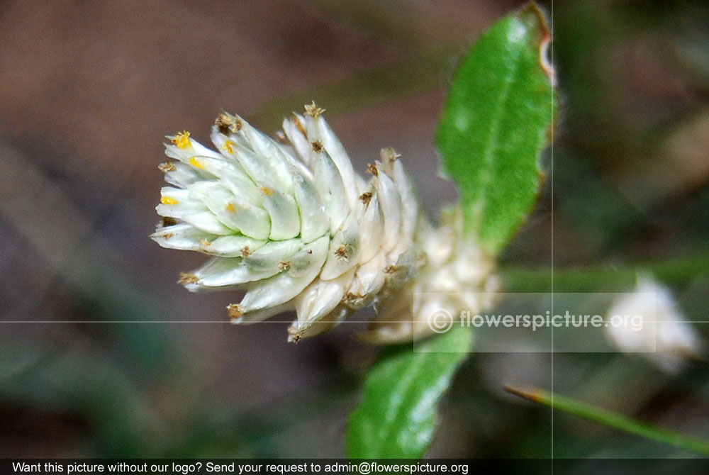 Gomphrena serrata