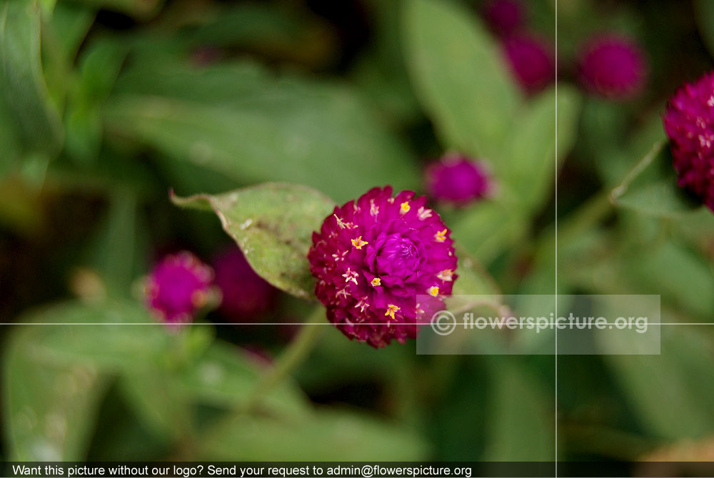 Gomphrena Globosa