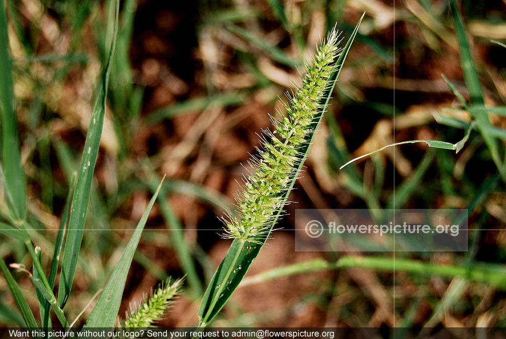 Green foxtail