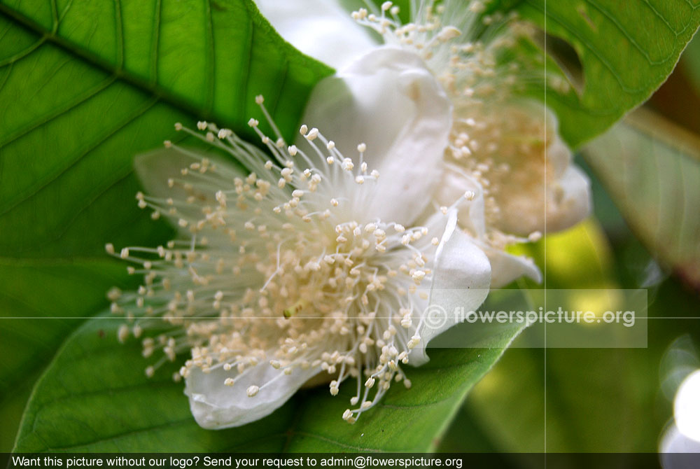 Guava flower