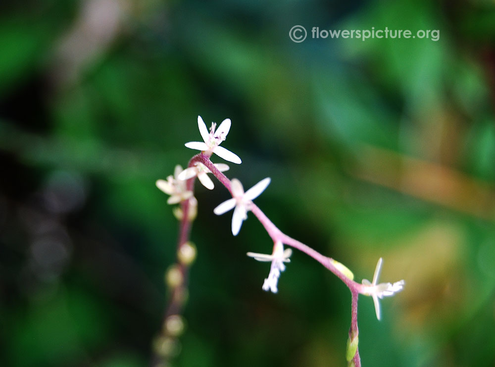 Guinea henweed