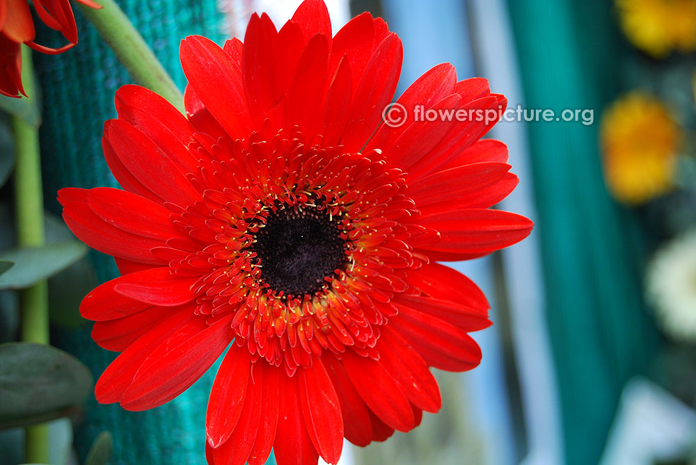 Red gerbera daisy