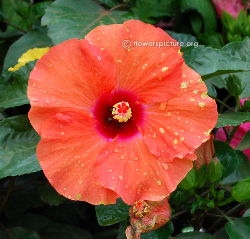 Hawaiian hibiscus