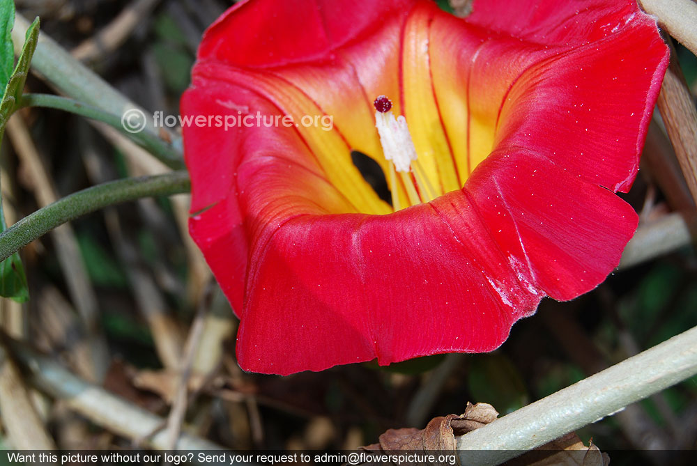 Hawaiian sunset vine