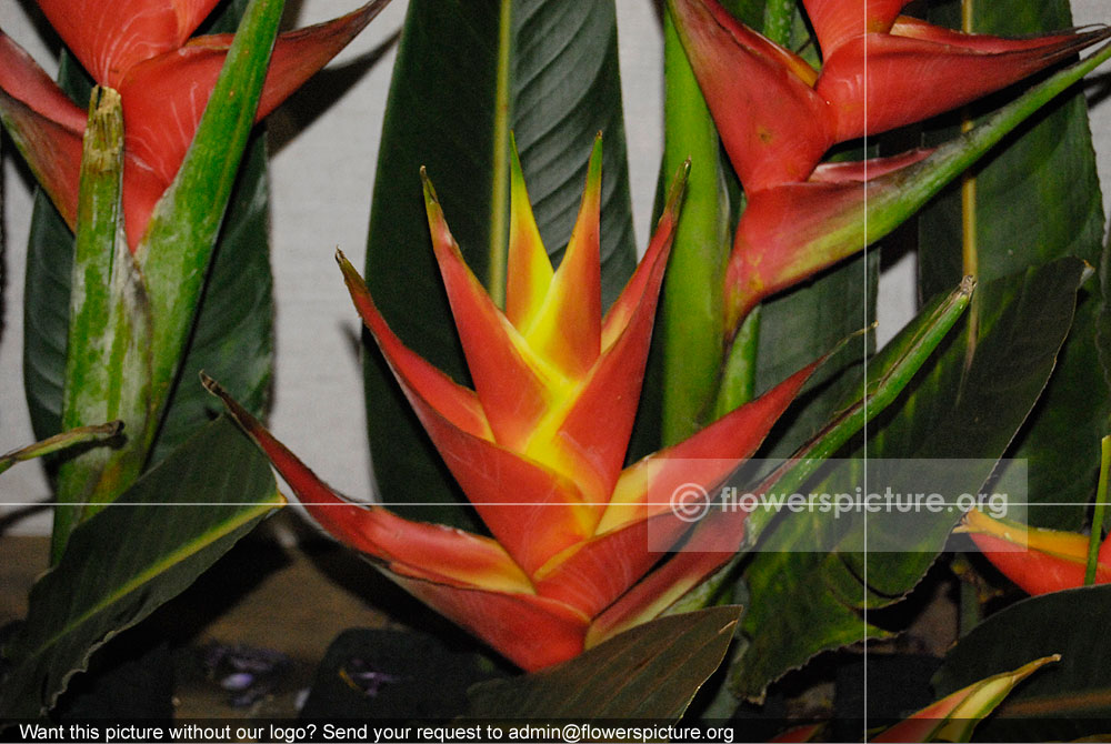 Heliconia stricta