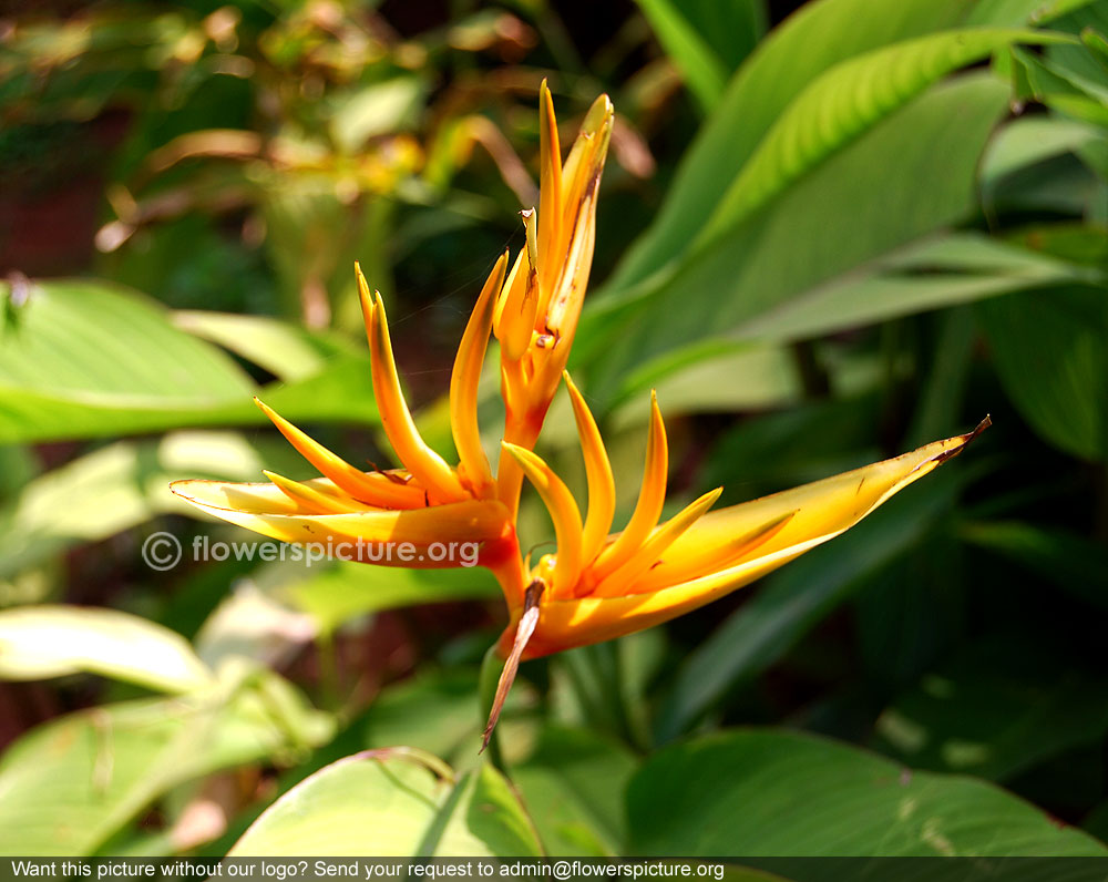 Heliconia Psittacorum