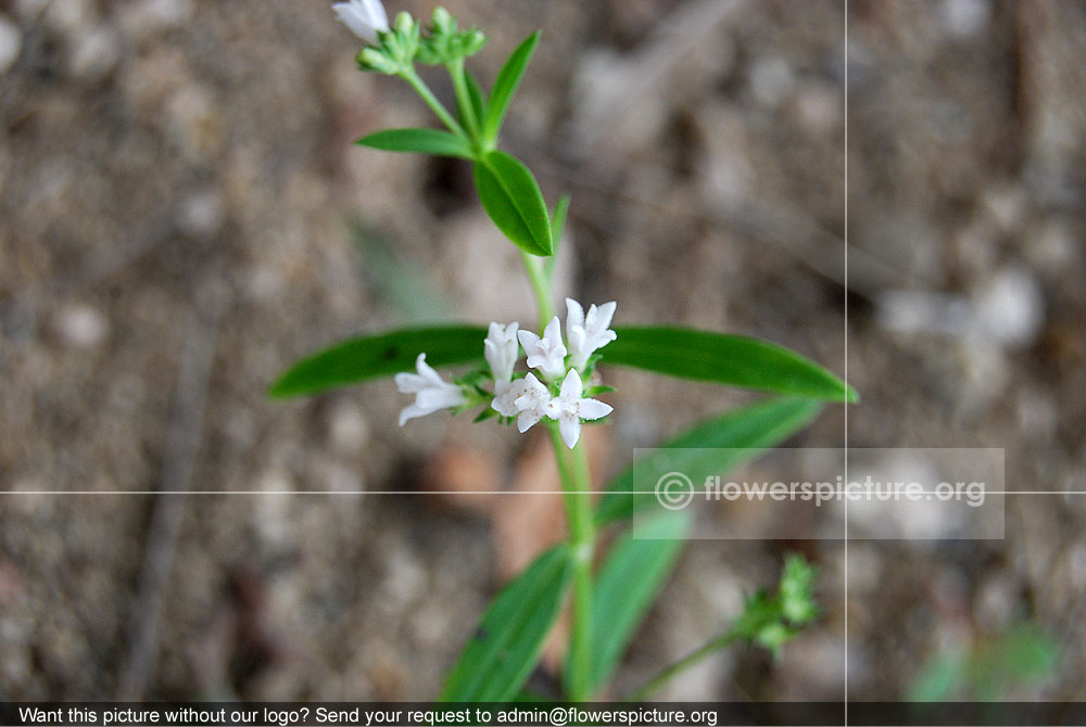 Heliotropium Strigosum