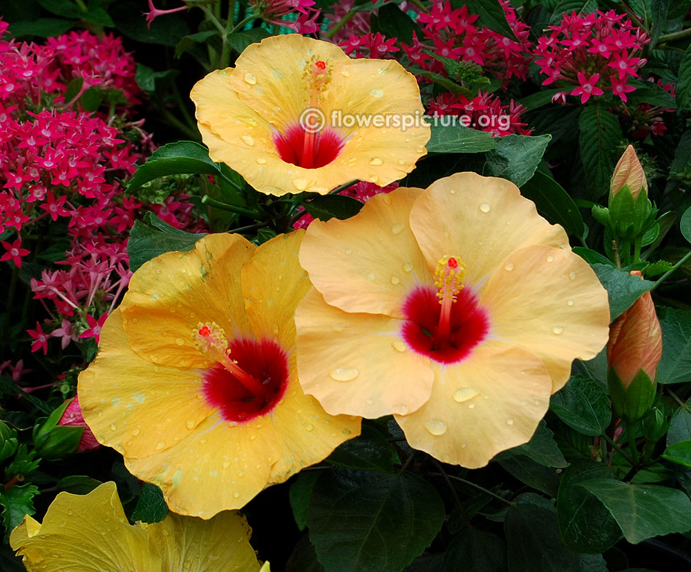 Hibiscus brackenridgei